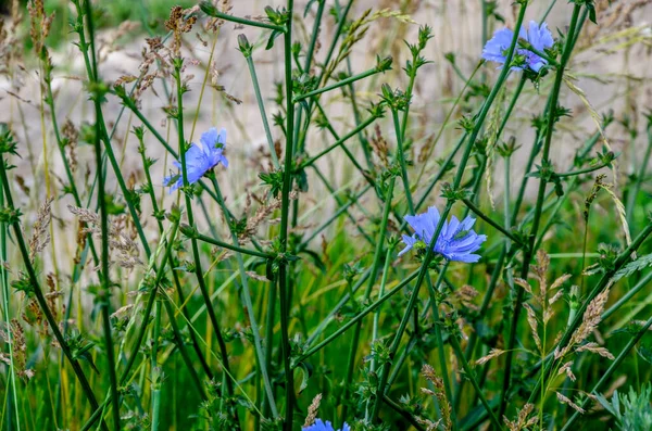 Сині Цикорійні Квіти Цикорійні Дикі Квіти Полі Синя Квітка Природному — стокове фото