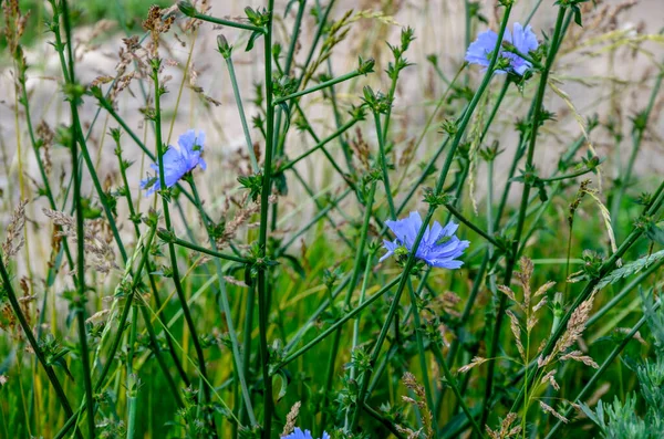 蓝色的小鸡花 野地上的奇葩野花 自然背景的蓝色花朵 野生菊花的下潜 Cichorium Intybus — 图库照片
