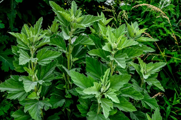 Guimauve Althaea Officinalis Est Processus Naturel Guérison — Photo