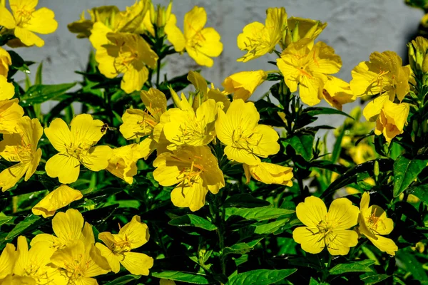 Dewy Evening Primroses Flowerbed Ornamental Garden Rainy Day Nature Herb — Stock Photo, Image