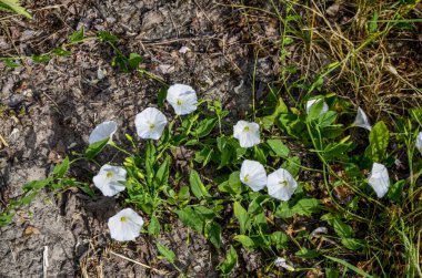 İlçede pembe çiçek açan bağyosunu çiçekleri (Convolvulus arvensis)