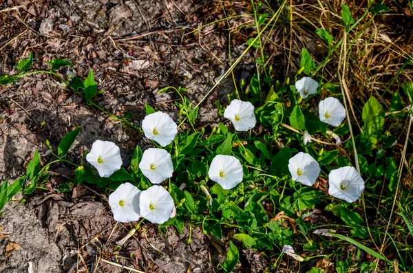 Lçede Pembe Çiçek Açan Bağyosunu Çiçekleri Convolvulus Arvensis — Stok fotoğraf