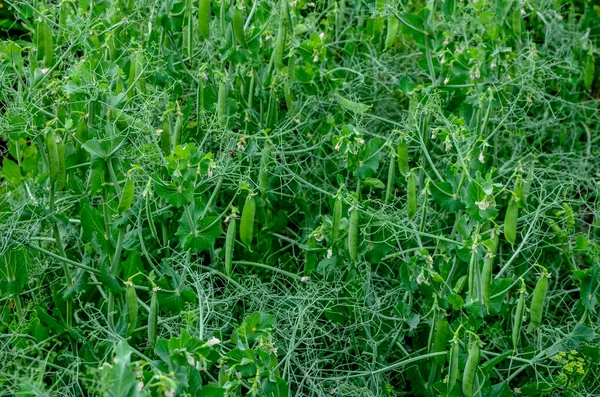 太陽の光で緑のエンドウ豆の植物エンドウ豆の植物に新鮮な明るい緑のエンドウ豆のポッド 産業規模で緑のエンドウ豆を栽培しています 緑のエンドウ豆の鞘が閉じています 生態農業 — ストック写真