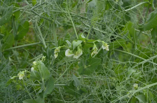 Grüne Erbsenpflanzen Sonnenlicht Frische Leuchtend Grüne Erbsenschoten Auf Einer Erbsenplantage — Stockfoto