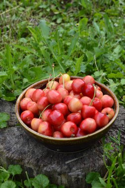 Olgun kırmızı kirazlarla dolu beyaz kase kiraz ağacından yeni toplandı. Yeşil çimen arkaplanı.