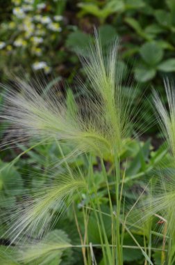 Tilki kuyruğu arpası genellikle alçak ve orta seviyelerde bulunur ama bazen alkali ve tuzlu çayırlarda yetişir.