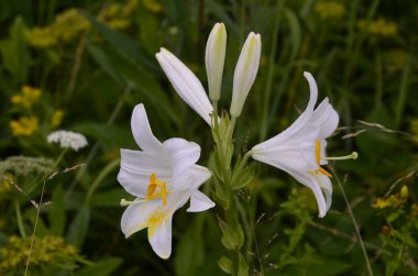 Yaz sabahları beyaz zambak çiçeği. Beyaz zambak çiçeklerinin ayrıntıları (Lilium candidum) fırtınadan sonra bahçede. Güzel beyaz zambak çiçekleri kopya alanla kaplıdır.