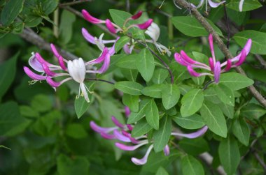 Yaz bahçesinde açan Perfoliat hanımeli (Lonicera caprifolium). Çiçek açan hanımeli (Lonicera caprifolium L. )