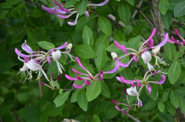 Yaz bahçesinde açan Perfoliat hanımeli (Lonicera caprifolium). Çiçek açan hanımeli (Lonicera caprifolium L. )