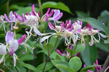 Yaz bahçesinde açan Perfoliat hanımeli (Lonicera caprifolium). Çiçek açan hanımeli (Lonicera caprifolium L. )