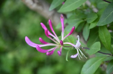 Yaz bahçesinde açan Perfoliat hanımeli (Lonicera caprifolium). Çiçek açan hanımeli (Lonicera caprifolium L. )