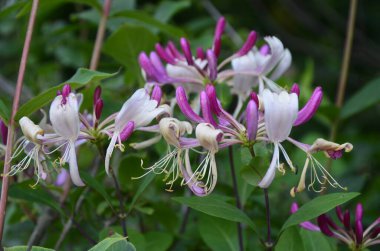Yaz bahçesinde açan Perfoliat hanımeli (Lonicera caprifolium). Çiçek açan hanımeli (Lonicera caprifolium L. )