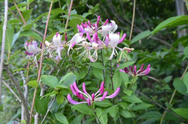 Yaz bahçesinde açan Perfoliat hanımeli (Lonicera caprifolium). Çiçek açan hanımeli (Lonicera caprifolium L. )
