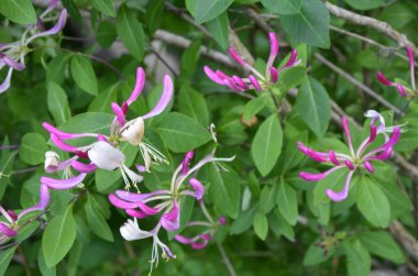 Yaz bahçesinde açan Perfoliat hanımeli (Lonicera caprifolium). Çiçek açan hanımeli (Lonicera caprifolium L. )