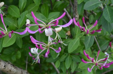 Yaz bahçesinde açan Perfoliat hanımeli (Lonicera caprifolium). Çiçek açan hanımeli (Lonicera caprifolium L. )