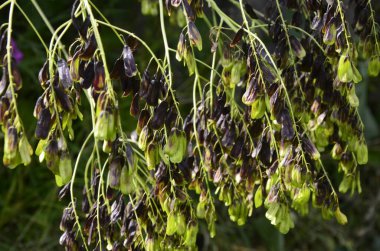 Isatis Tinctoria, woad, dyer woad veya glastum olarak da bilinir. Kudüs Asp 'ı olarak da bilinir. Woad aynı zamanda bitkinin yapraklarından üretilen mavi boyanın adıdır..