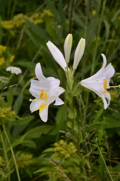 Witte Lelie Bloem Zomerochtend Detail Van Witte Lelie Bloemen Lilium — Stockfoto