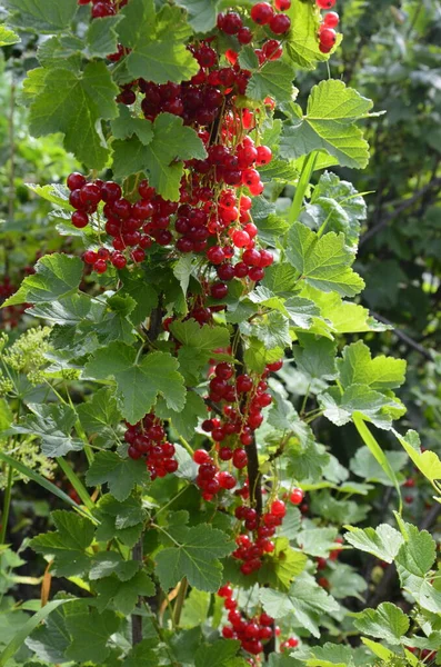 Ramo Arbusto Bagas São Groselha Vermelha Madura Ribes Rubrum — Fotografia de Stock