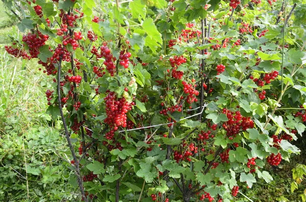 Sul Ramo Cespuglio Bacche Sono Mature Ribes Rosso Ribes Rubrum — Foto Stock