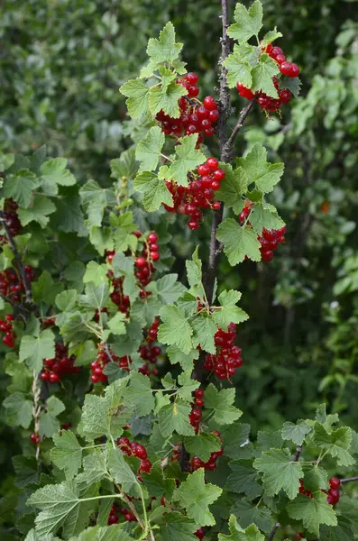 Sul Ramo Cespuglio Bacche Sono Mature Ribes Rosso Ribes Rubrum — Foto Stock