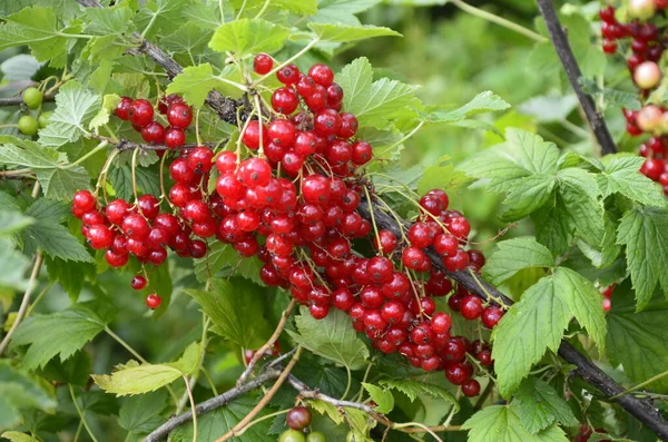 Dal Dalında Olgun Kırmızı Frenk Üzümü Ribes Rubrum — Stok fotoğraf