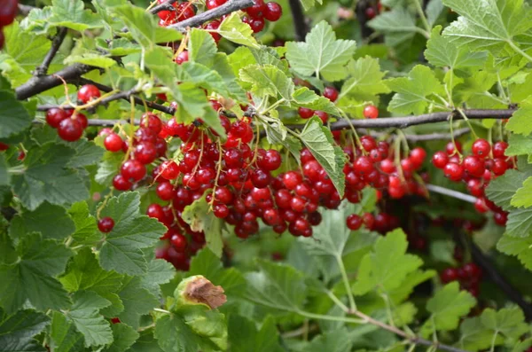 Dal Dalında Olgun Kırmızı Frenk Üzümü Ribes Rubrum — Stok fotoğraf