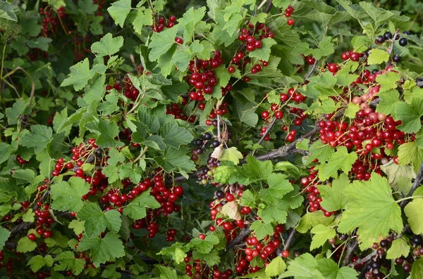 Dal Dalında Olgun Kırmızı Frenk Üzümü Ribes Rubrum — Stok fotoğraf