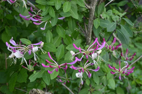 Chèvrefeuille Perfoliée Lonicera Caprifolium Fleurissant Dans Jardin Été Chèvrefeuille Florissante — Photo