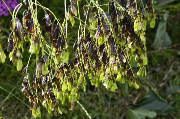 Isatis Tinctoria Auch Färberwaid Oder Glastum Genannt Gelegentlich Wird Sie — Stockfoto