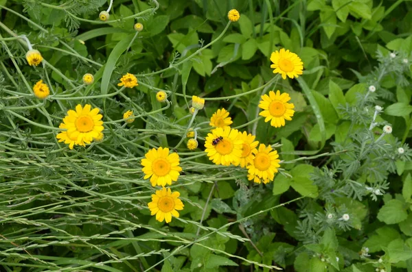 Cota Tinctoria Vagy Arany Marguerite Sárga Virágok Kertben Golden Marguerite — Stock Fotó