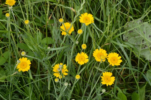 Cota Tinctoria Golden Marguerite Yellow Flowers Garden Golden Marguerite Anthemis — Stock Photo, Image