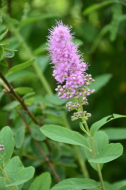 Çiçekli Spiraea salicifolia ya da bahçede Willowleaf Meadowsweet. Yeşil yapraklı ve pembe çiçekli çalıların genel görünümü