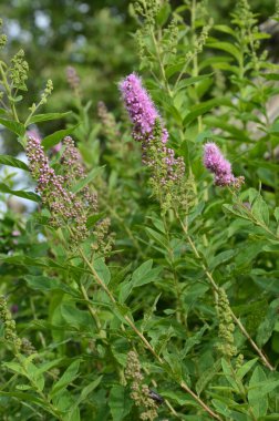Çiçekli Spiraea salicifolia ya da bahçede Willowleaf Meadowsweet. Yeşil yapraklı ve pembe çiçekli çalıların genel görünümü