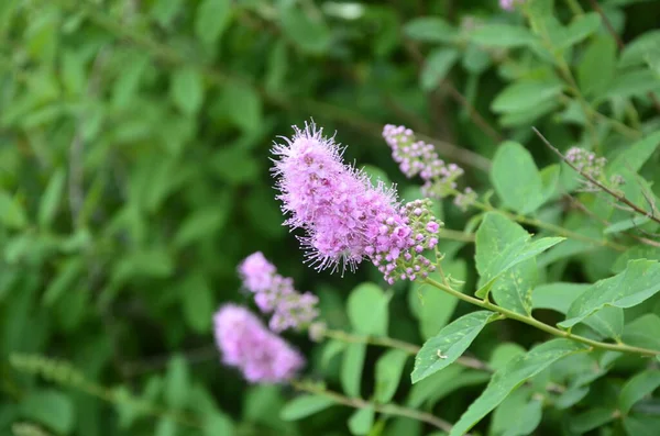 開花スパイレーアサリチフォリアまたは柳の葉の草原で甘い 緑の葉とピンクの花の低木の一般的なビュー — ストック写真