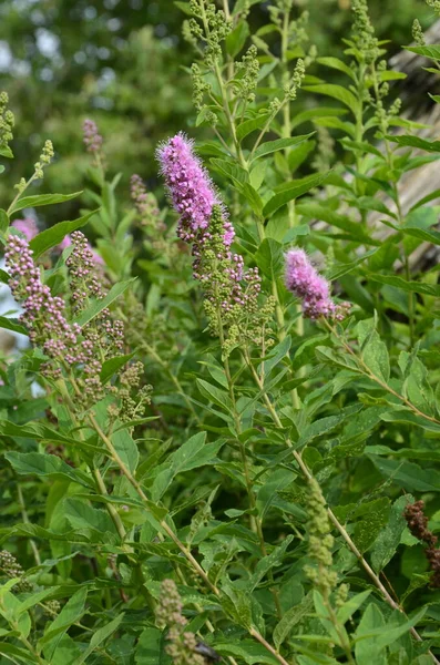 Bloeiende Spiraea Salicifolia Wilgenbladgrasspirea Tuin Algemeen Zicht Struik Met Groen — Stockfoto