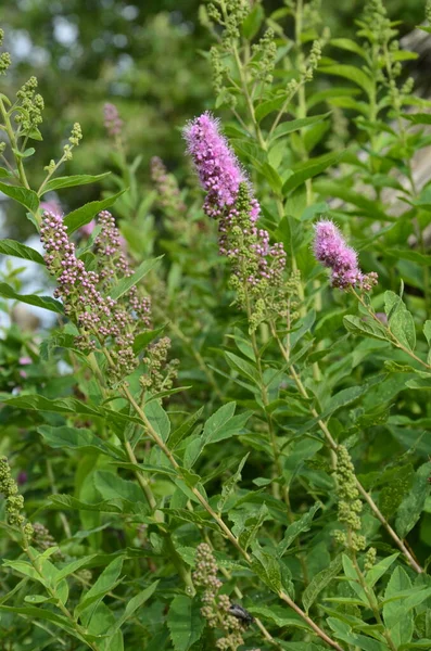 Kwiat Spiraea Salicifolia Lub Willowleaf Meadowsweet Ogrodzie Ogólny Widok Krzewu — Zdjęcie stockowe