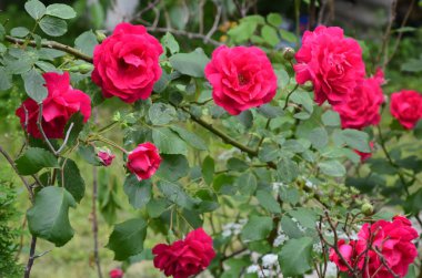 Bahçede çiçek açan kırmızı güller. Parkta gül.