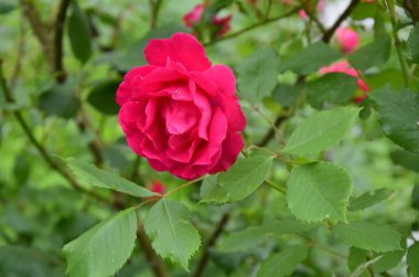 Bahçede çiçek açan kırmızı güller. Parkta gül.