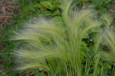 Tilki kuyruğu arpası genellikle alçak ve orta seviyelerde bulunur ama bazen alkali ve tuzlu çayırlarda yetişir.