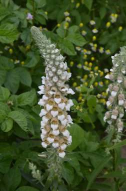 Digitalis lanata yünlü yüksükotu çiçeği bitkisi doğal arka plana yakın plan