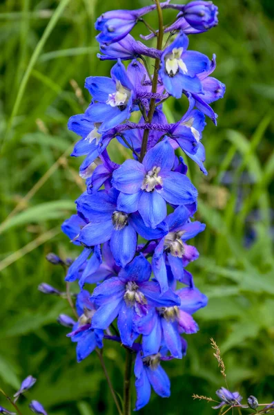 美しい夏の開花 柔らかい日差しの中で淡い青色のデルフィニウムの花のクローズアップ画像 — ストック写真