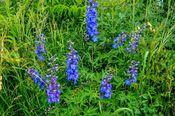 Close Van Prachtige Zomerbloeiende Lichtblauwe Delphinium Bloemen Zachte Zonneschijn — Stockfoto