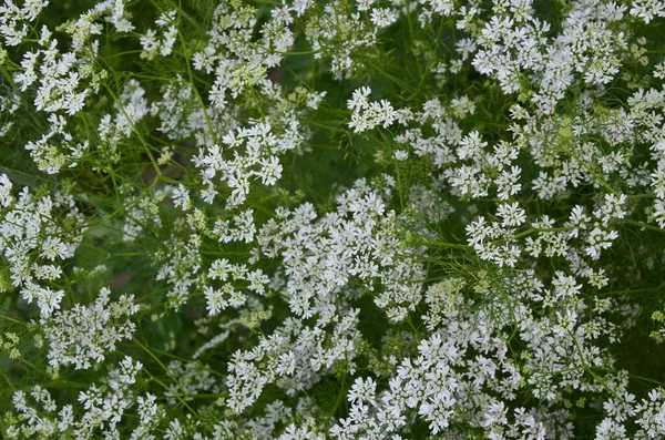 Цветок Кориандра Цветущий Кориандровом Поле Цветущий Кориандр Coriandrum Sativum Белыми — стоковое фото