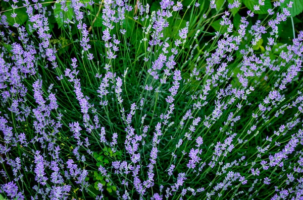 Campo Flores Lavanda Flores Lavanda Perfumadas Violeta Flor Lavanda Crescente — Fotografia de Stock