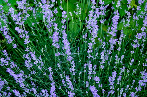 Lavendel Blumenfeld Blühende Veilchen Duftende Lavendelblüten Wachsender Lavendel Wind Über — Stockfoto