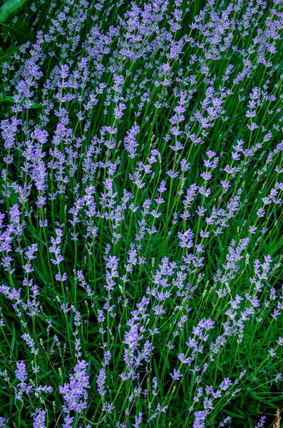 Levendula Virág Mező Virágzó Ibolya Illatú Levendula Virágok Növekvő Levendula — Stock Fotó