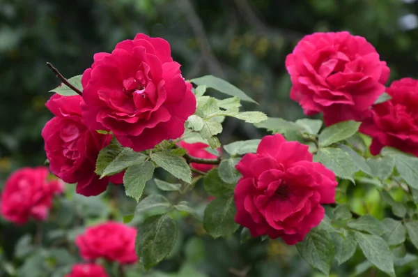 Bloeiende Rode Rozen Tuin Roos Het Park — Stockfoto
