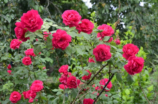 Kwitnące Czerwone Róże Ogrodzie Rose Parku — Zdjęcie stockowe