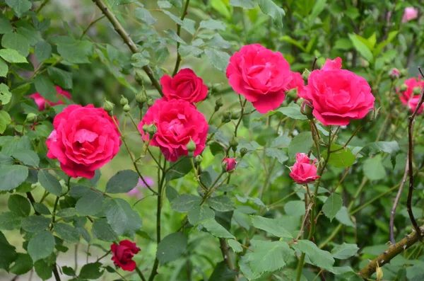 Bloeiende Rode Rozen Tuin Roos Het Park — Stockfoto