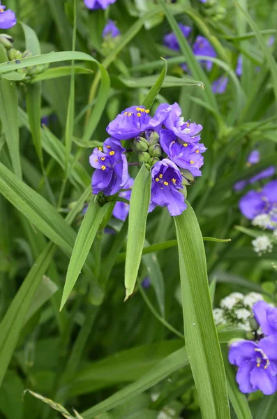 紫杉属植物 Tradescantia Virginiana 多年生草本植物的紫色三瓣花 — 图库照片